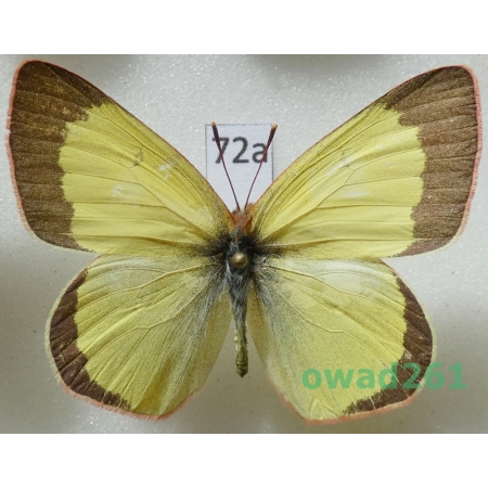Colias chippewa W. H Edwards, 1870 male Canada72a
